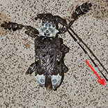 Lasiopezus longimanus